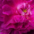 Ljubičasta - ružičasta - Portland ruža  - Indigo